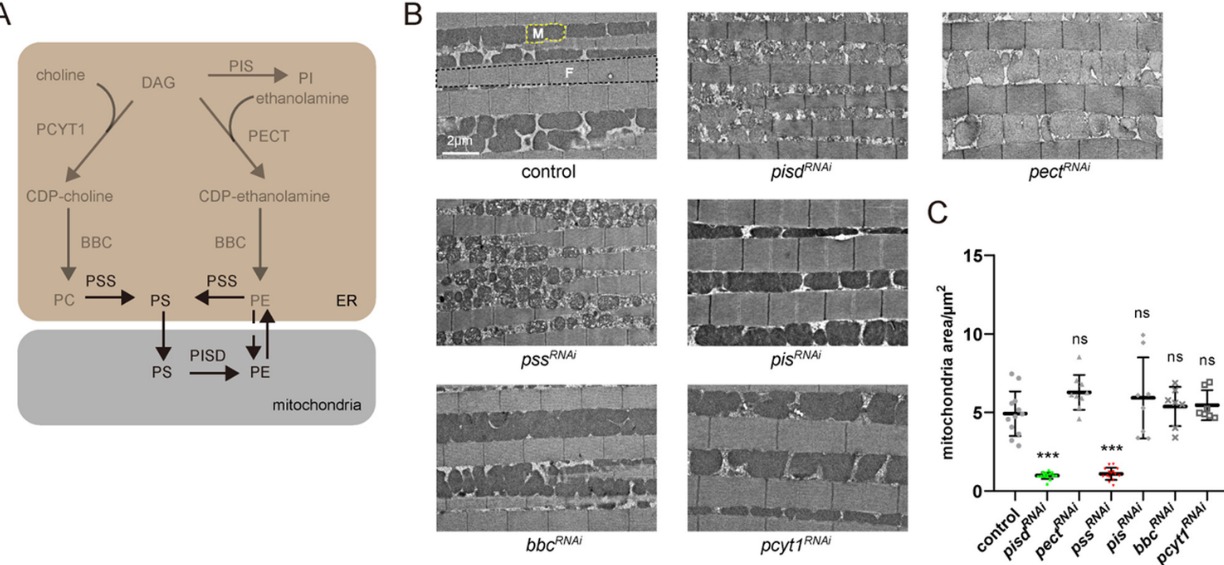 20241226-Plos Biology-王涛-图1. A，内质网和线粒体中常见磷脂合成代谢通路；B，C，敲低不同磷脂代谢酶对线粒体和果蝇运动能力的影响.png
