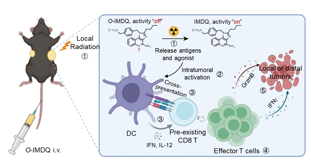 20250701-放疗激活前药调控瘤内DC-T细胞免疫轴增强小鼠抗肿瘤效应-傅阳心-科研成果.png
