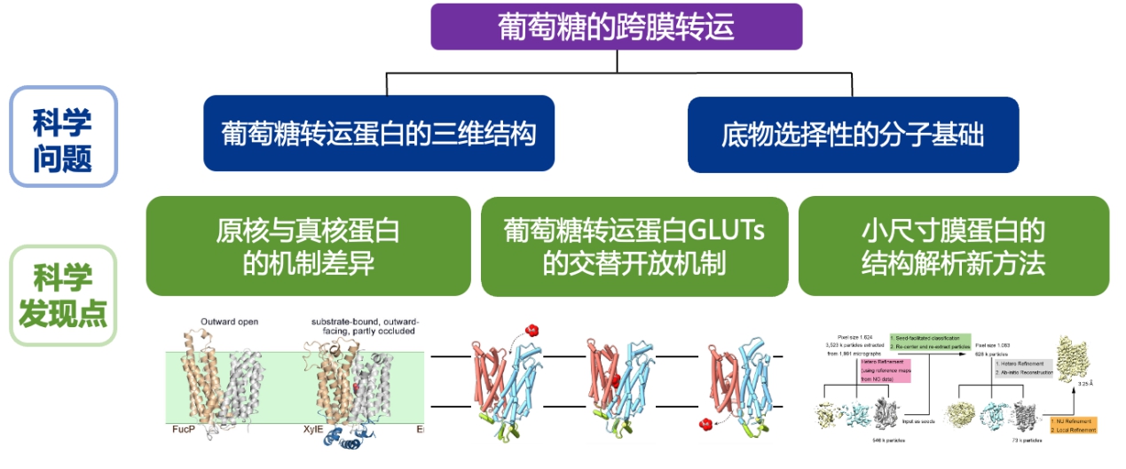 20251107-2024年度北京市科学技术奖颁奖-无-葡萄糖转运蛋白的结构与机理研究.jpg
